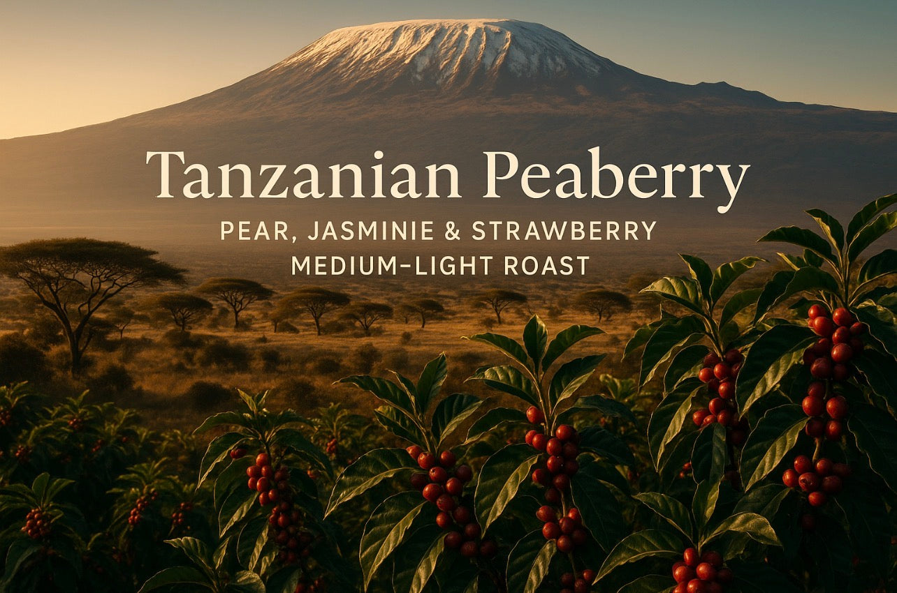 Tanzanian Peaberry – Pear, Jasmine & Strawberry Medium-Light Roast - Big Fella’s Coffee