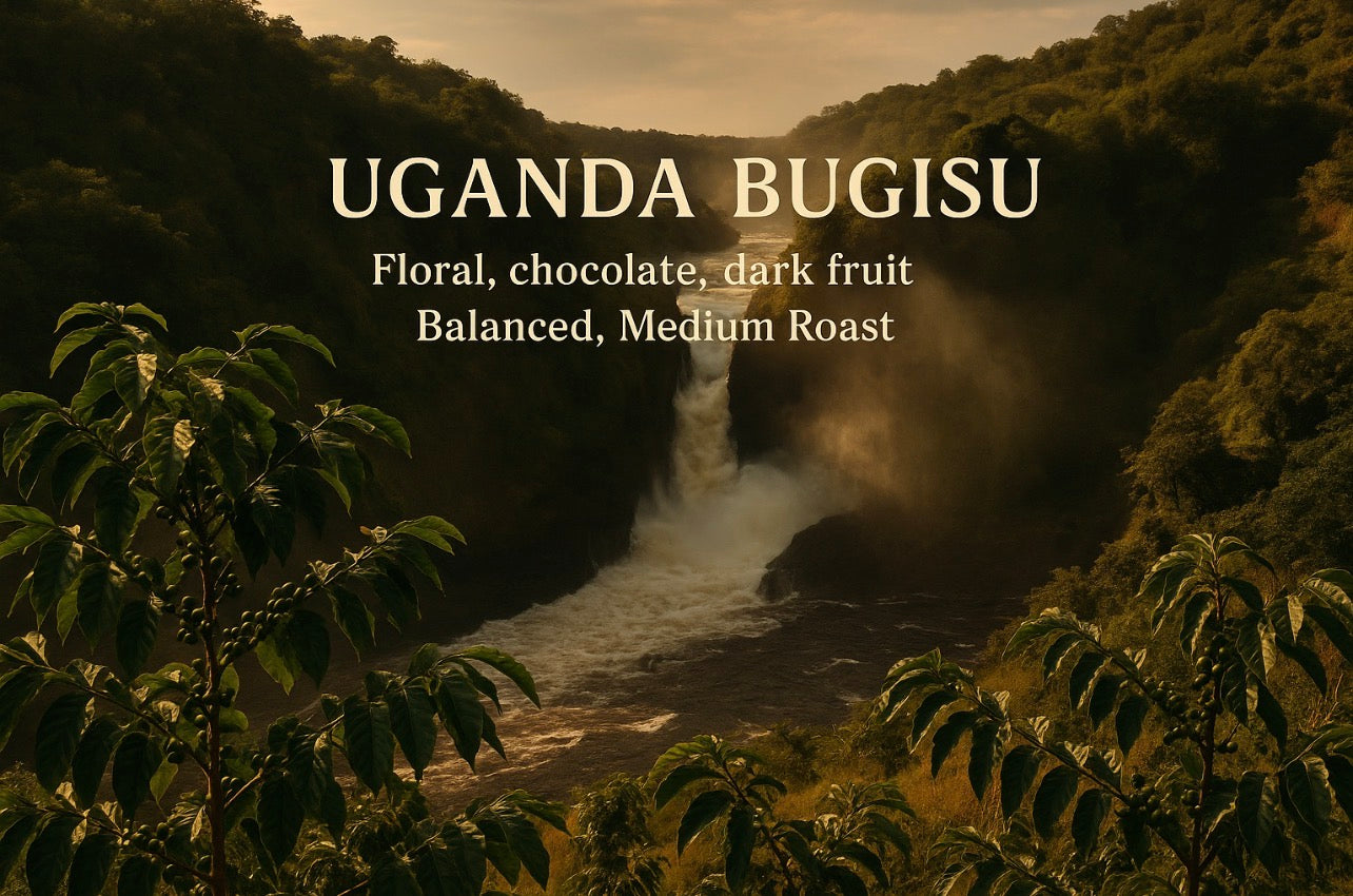 Uganda Bugisu – Floral, chocolate, dark fruit Balanced, Medium Roast - Big Fella’s Coffee 